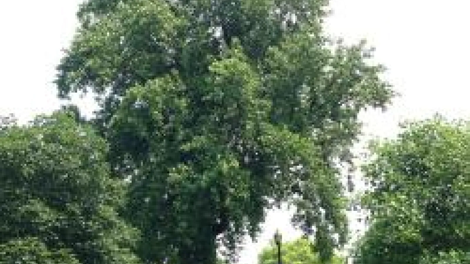 trees on the Oval