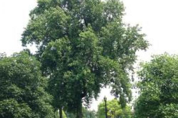 trees on the Oval