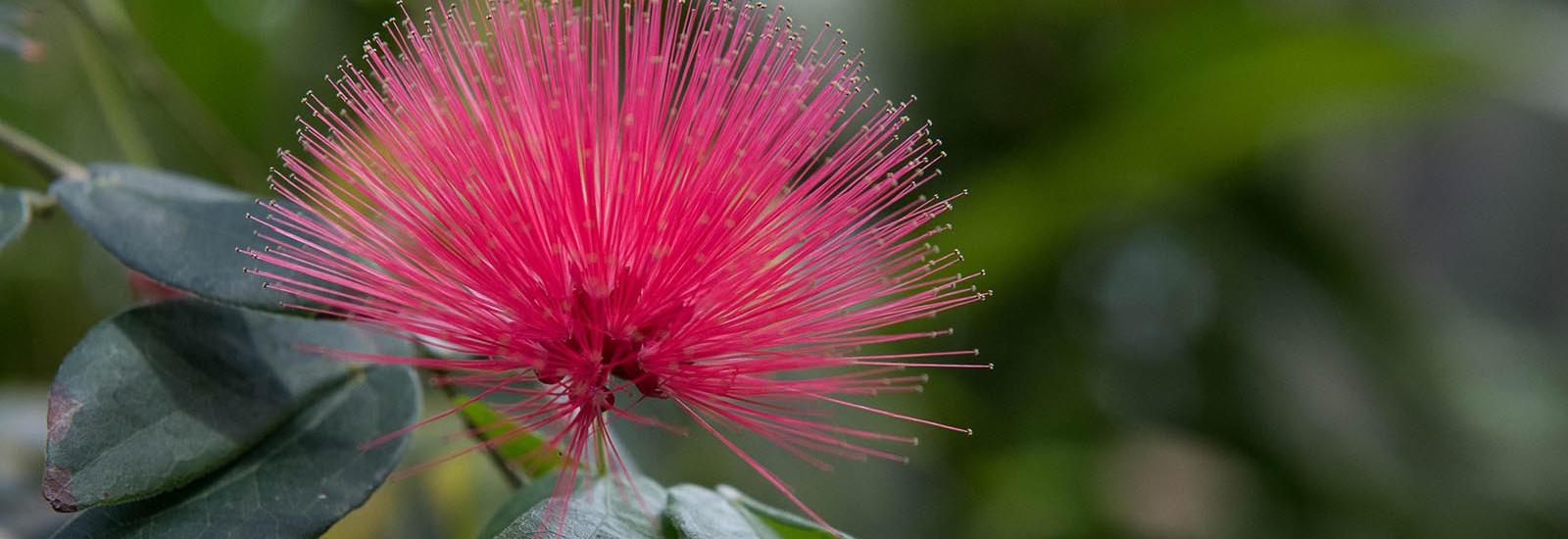 Pink Flower